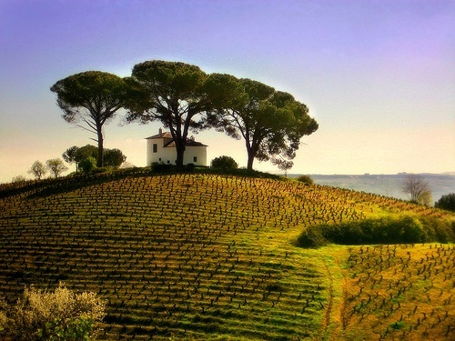 vineyard in spain